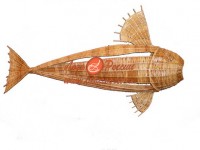 Фигура "Рыба"
